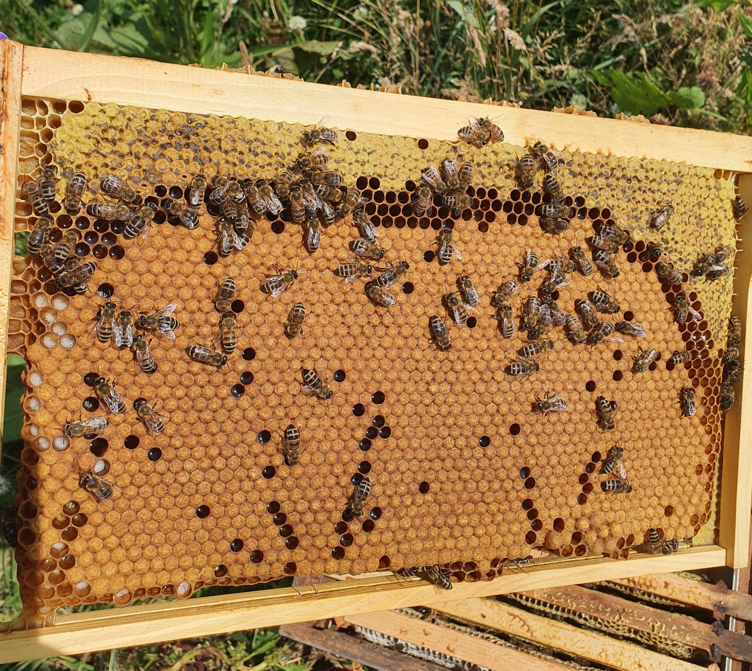 Half Yard Honeybees on Black Honeycomb Queen Bee from Devonstone
