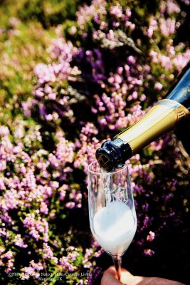 Sparkling Mead pouring into a glass Sparkling Mead pouring into a glass